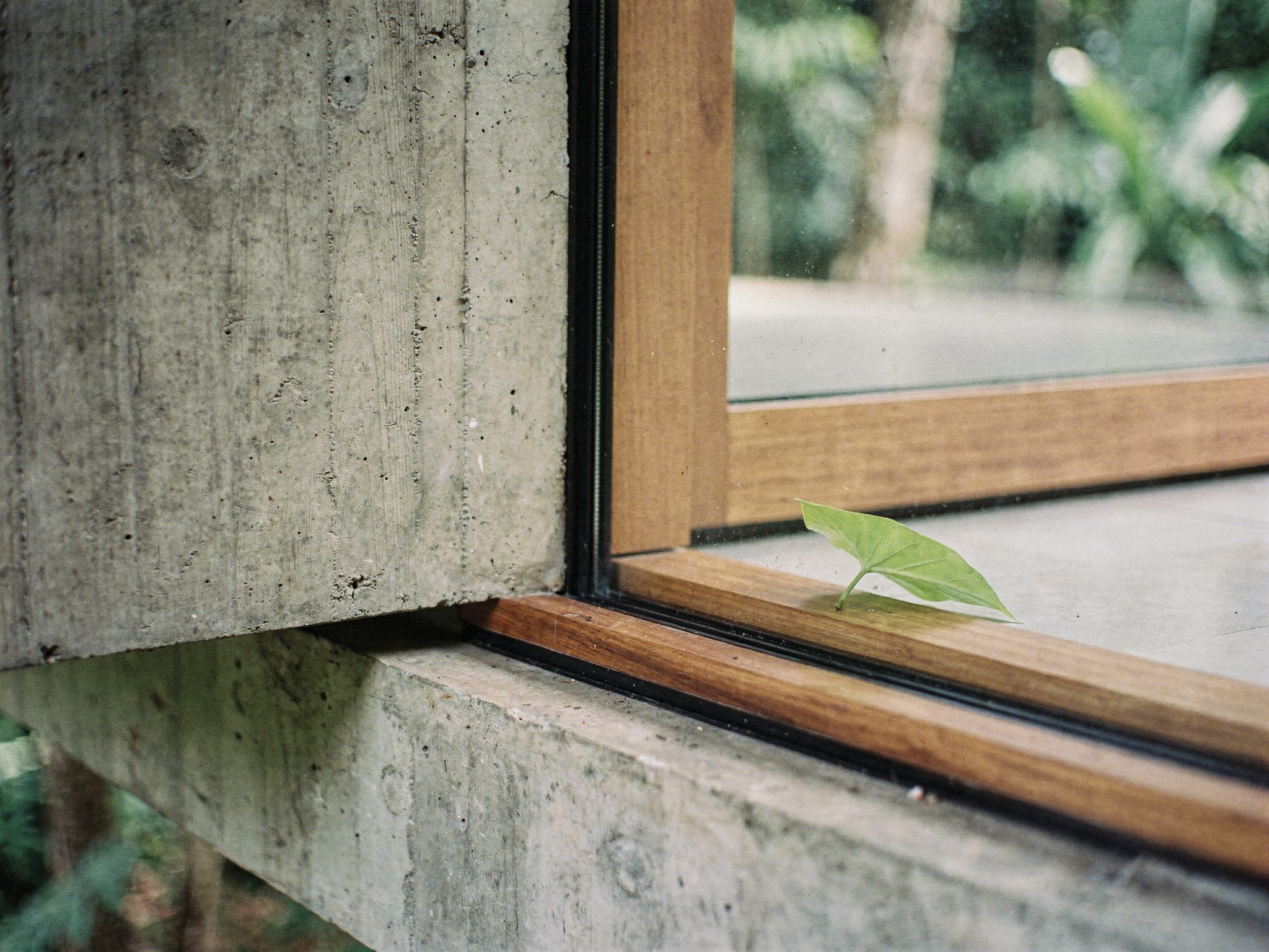 Detail where board-marked concrete meets a teak-framed glass wall, a leaf on the sill